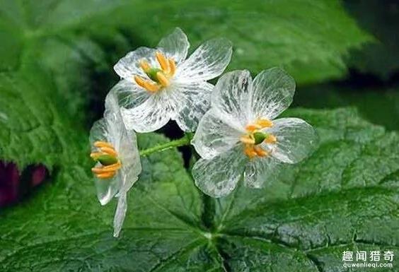 一种超神奇的“小白花”,遇水就会变透明!
