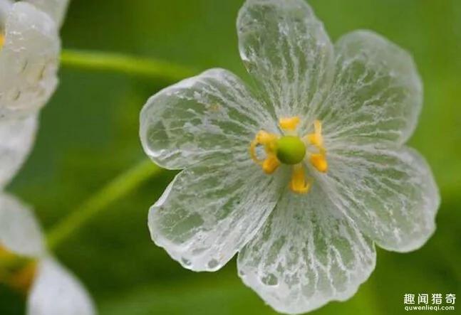 一种超神奇的“小白花”,遇水就会变透明!