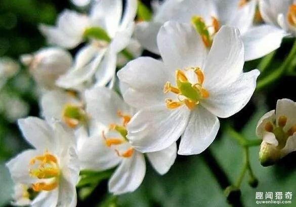一种超神奇的“小白花”,遇水就会变透明!
