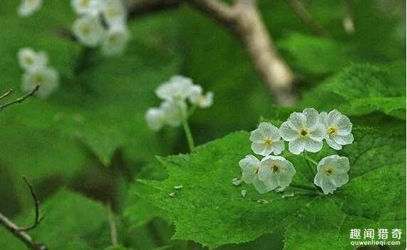 一种超神奇的“小白花”,遇水就会变透明!