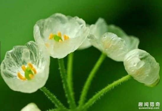 一种超神奇的“小白花”,遇水就会变透明!