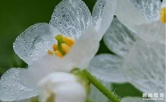 一种超神奇的“小白花”,遇水就会变透明!