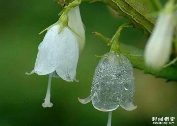 一种超神奇的“小白花”,遇水就会变透明!