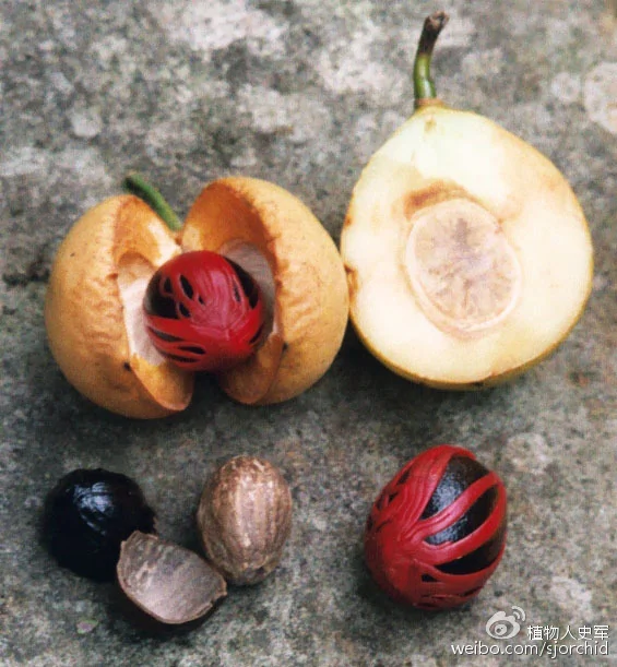 肉豆蔻的果实，假种皮和种子（图片来自网络）