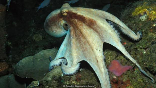 章鱼是海洋生物中的天才 逃离水族馆小菜一碟