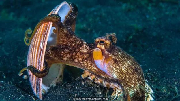 章鱼是海洋生物中的天才 逃离水族馆小菜一碟