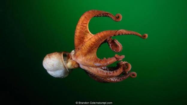 章鱼是海洋生物中的天才 逃离水族馆小菜一碟