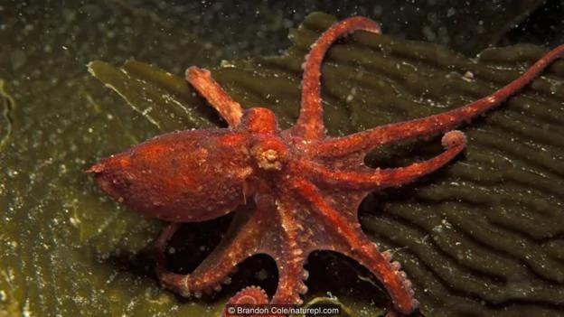 章鱼是海洋生物中的天才 逃离水族馆小菜一碟