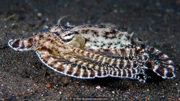 章鱼是海洋生物中的天才 逃离水族馆小菜一碟