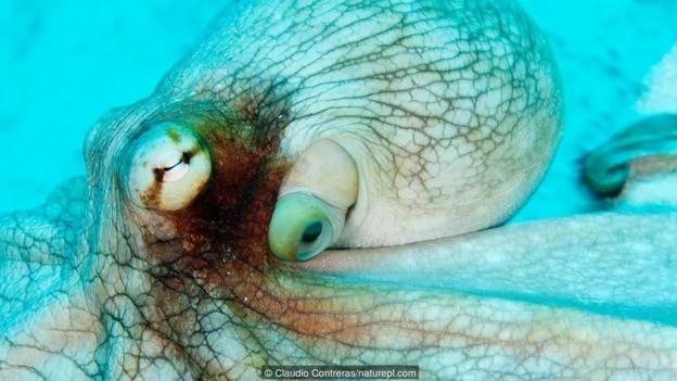 章鱼是海洋生物中的天才 逃离水族馆小菜一碟