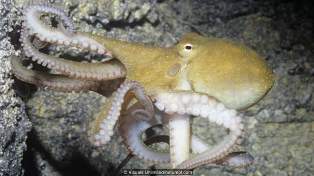 章鱼是海洋生物中的天才 逃离水族馆小菜一碟