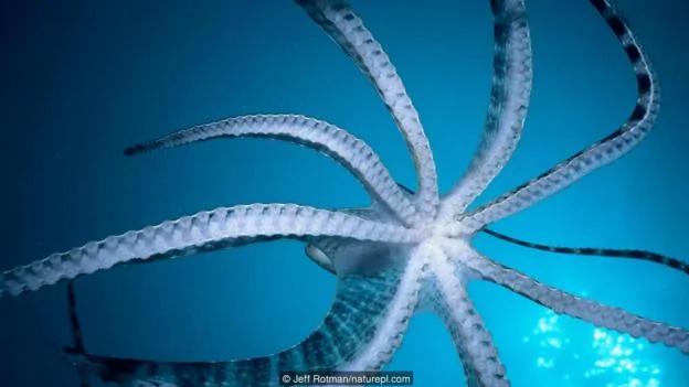章鱼是海洋生物中的天才 逃离水族馆小菜一碟