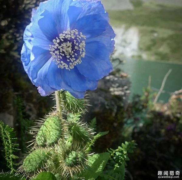 太罕见了!这样的花你可能一辈子都没见过