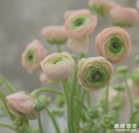 太罕见了!这样的花你可能一辈子都没见过