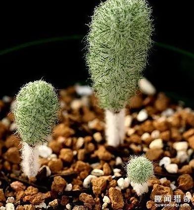 太罕见了!这样的花你可能一辈子都没见过