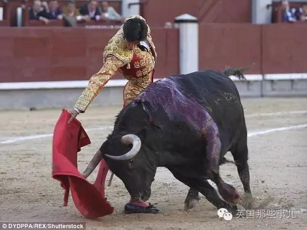 慎入!30年来首位死在斗牛场上的斗牛士