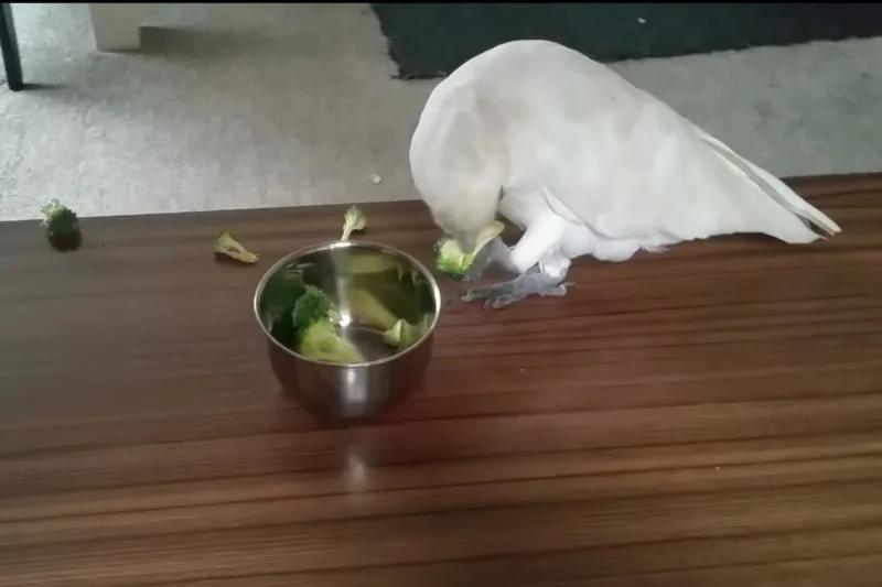 鹦鹉不吃西兰花,主人强给,牠不仅愤怒大叫,还把绿菜花给〝分尸〞了