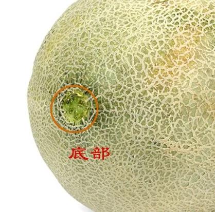 “瓜中之王”哈密瓜 含铁量是牛奶的17倍