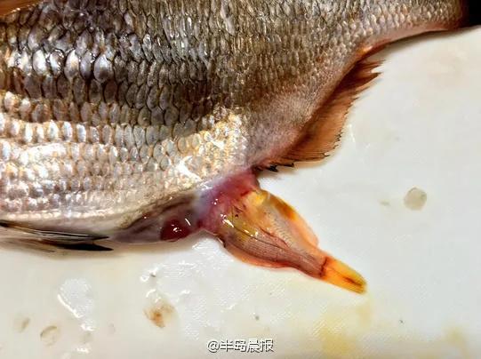 网友买了一条海鲫 回家后发现不止是一条