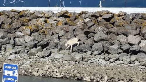 阿拉斯加山羊跳海淹死 背后原因很心酸