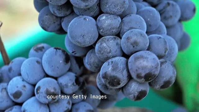醋泡葡萄干〞效果惊人,可是很少有人会做