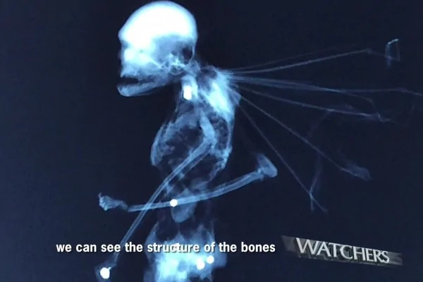 异形生物的X射线透视像。（视频截图）