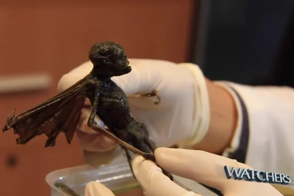 带翅膀的异形生物除了多处一对翅膀，也有手脚，极像人类。（视频截图）