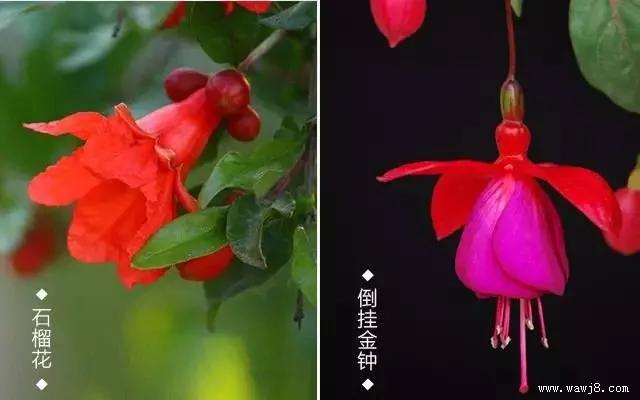 在阳台上种出一片果园 太牛了吧