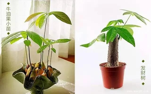 在阳台上种出一片果园 太牛了吧