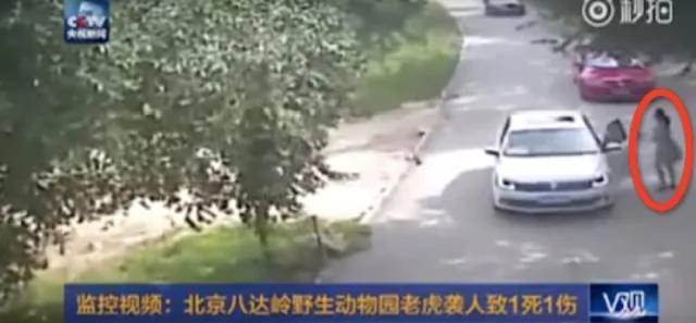 老虎为何背后偷袭下车女子?老美亲身演示