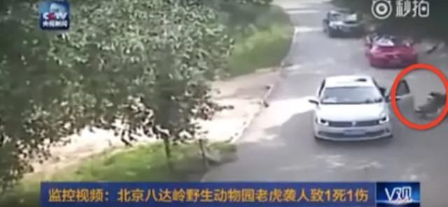 老虎为何背后偷袭下车女子?老美亲身演示