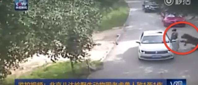 老虎为何背后偷袭下车女子?老美亲身演示