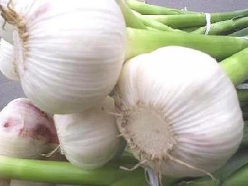抗癌食物大盘点