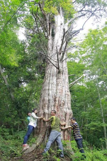 吉林发现罕见红豆杉古树群 最大树龄3000年