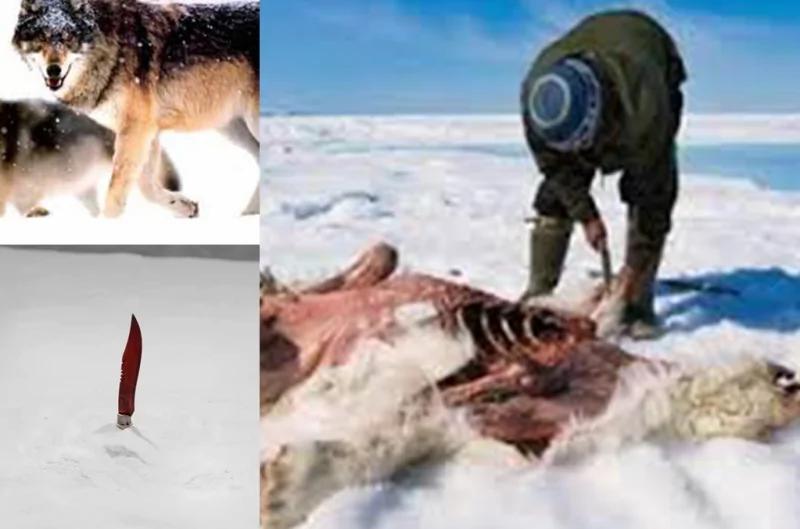 爱斯基摩人狩猎妙招:冰天雪地〝插刀待狼〞