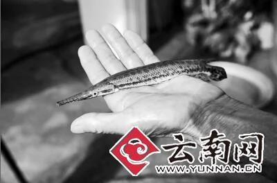 凶猛怪鱼现身大理桑园河 身如长蛇嘴似鳄