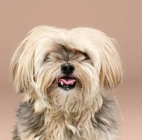 狗狗理髮前後對比照，保證你笑，第一張就噴飯了！