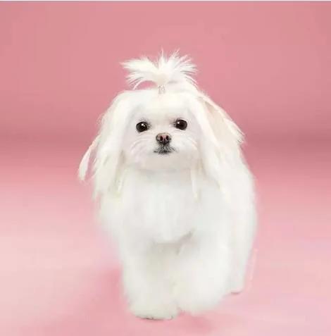 狗狗理发前后对比照，保证你笑，第一张就喷饭了！