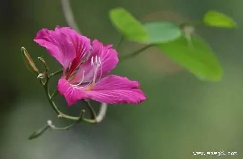 严禁入室的花,看完吓一跳!你家里有吗?