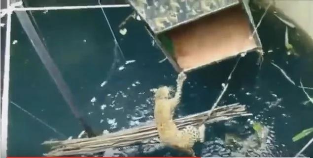 井底传来一声声奇怪的哀嚎 村民前往一看 原来是…