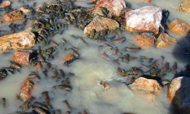 这里龙虾成千上万 却被当地居民讨厌到极点