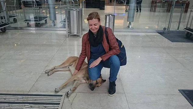 一饭千金!义犬为报恩守护半年 获空姐领养
