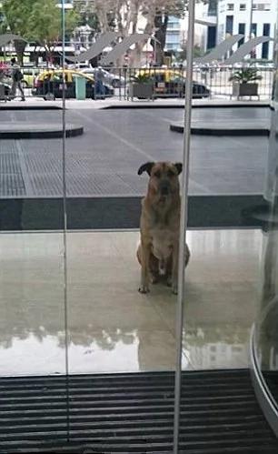 一饭千金!义犬为报恩守护半年 获空姐领养