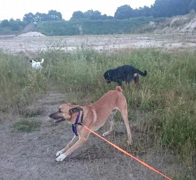 一饭千金!义犬为报恩守护半年 获空姐领养