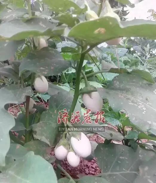 神奇!老汉种茄子居然长了出“鸡蛋”