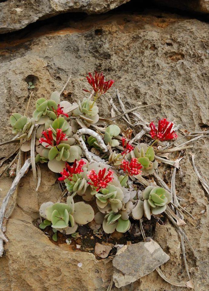 地球上的“外星”:这里生长着2000万年前的植物