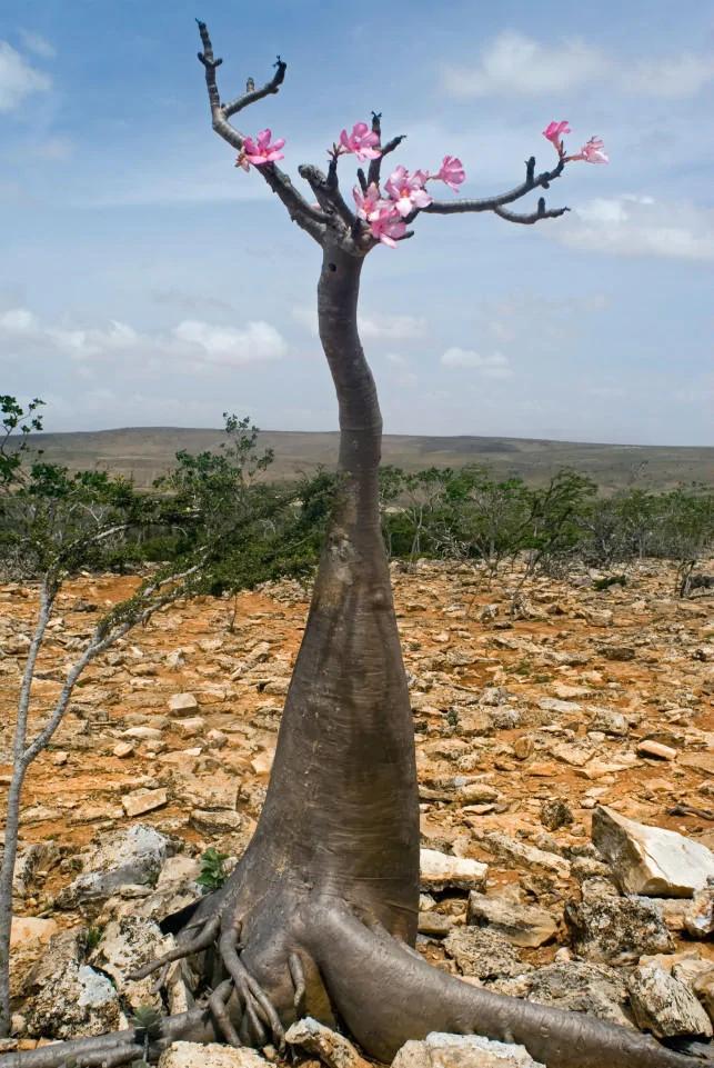 地球上的“外星”:这里生长着2000万年前的植物