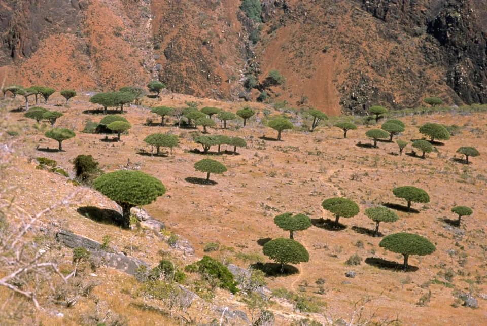 地球上的“外星”:这里生长着2000万年前的植物