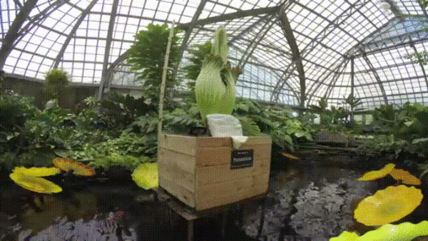 尸花罕见同时开放:巧合还是预兆?