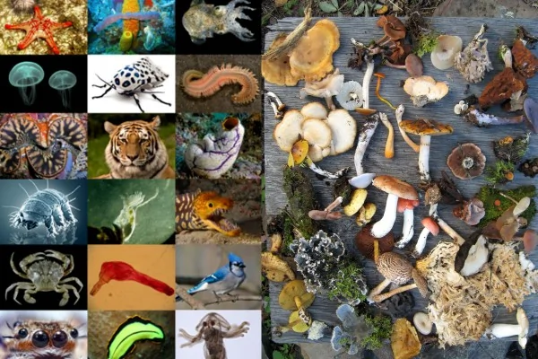 地球生命有人、植物、动物、微生物等等（维基百科组团）